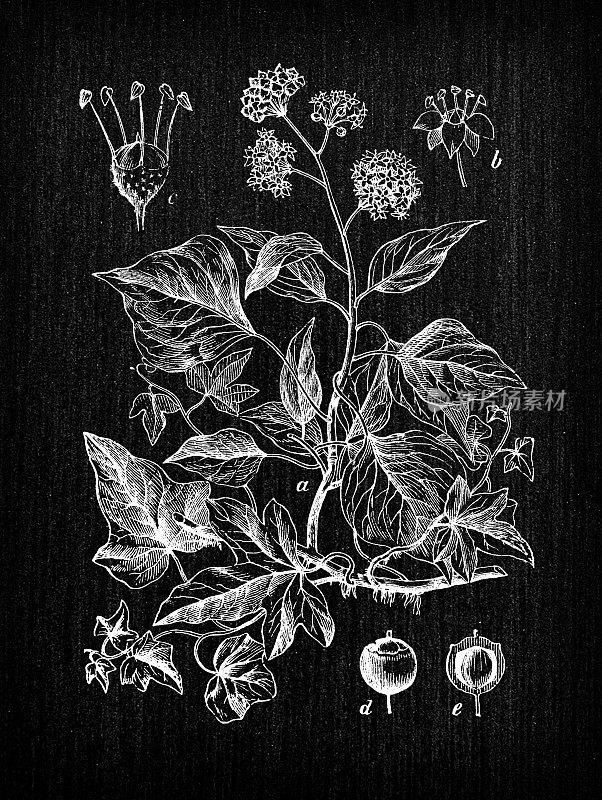 植物学植物古董雕刻插画:Hedera helix(常青藤)